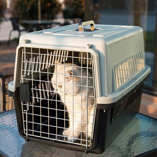 Large portable dog - large, cat