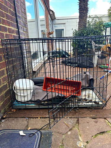 Black steel wire dog - black,