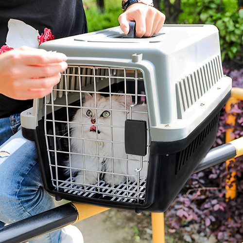 Extra large portable - large, cat